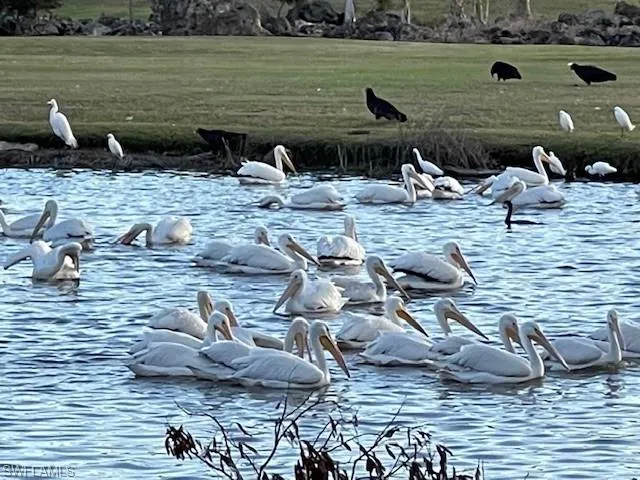 Our White Pelicans Love to Visit!
