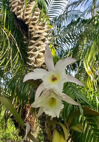 Beautiful Orchids in your palm trees!