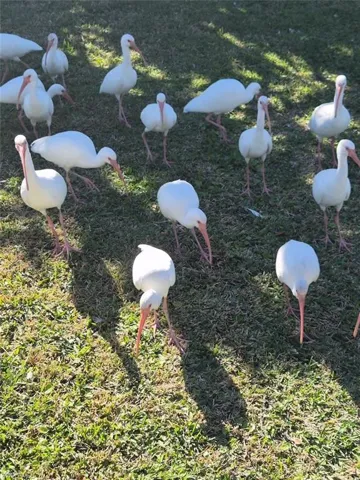 A flock of visitor's!