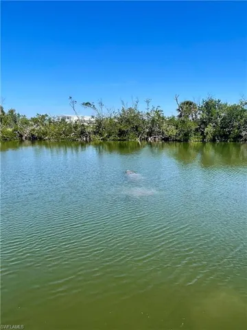 View of mangroves and manatees from the backyard