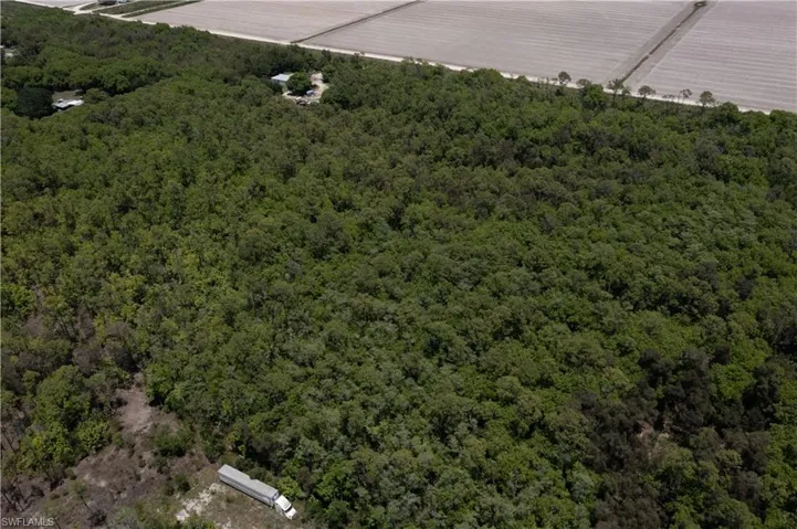 Expansive tree canopy defining a substantial land parcel