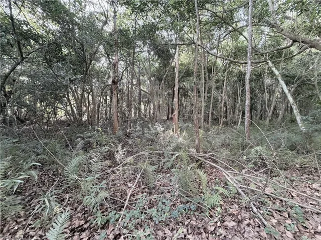 Wooded lot featuring a dense canopy, mature trees, and natural ground cover