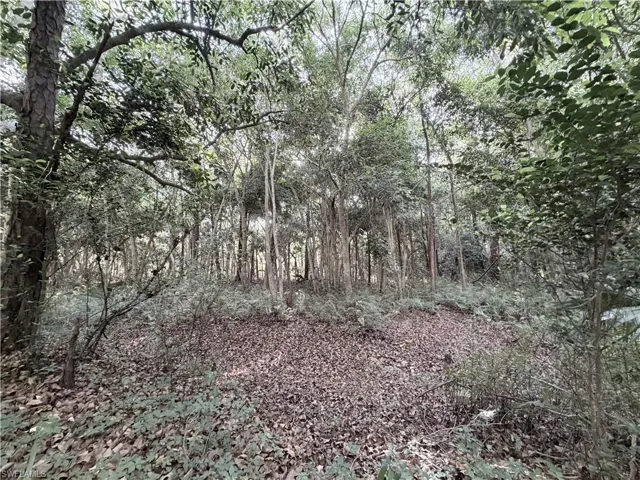 Dense woodland setting featuring a variety of mature trees and undergrowth