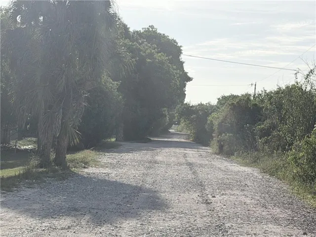 Gravel road bordered by lush foliage and mature palm trees