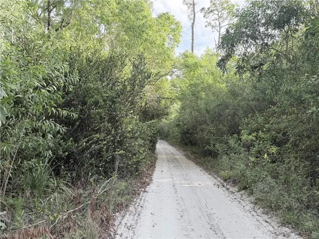 Expansive natural landscape featuring lush green foliage and mature trees