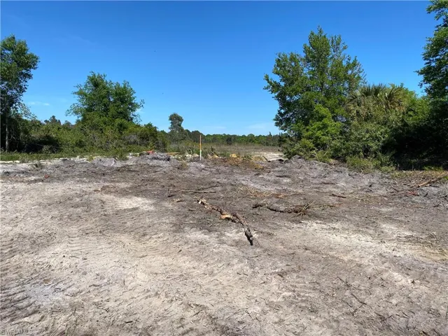 View of local wilderness