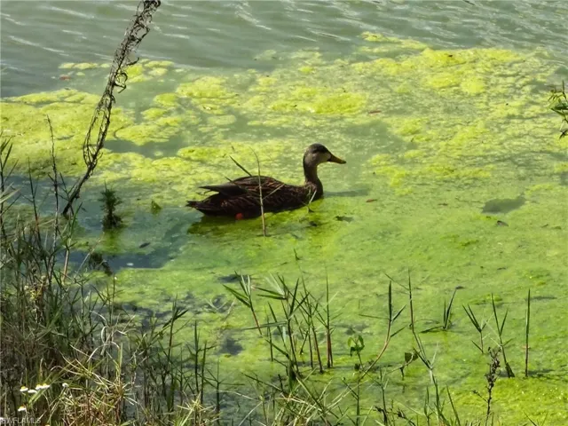 Can't promise duck will be there!