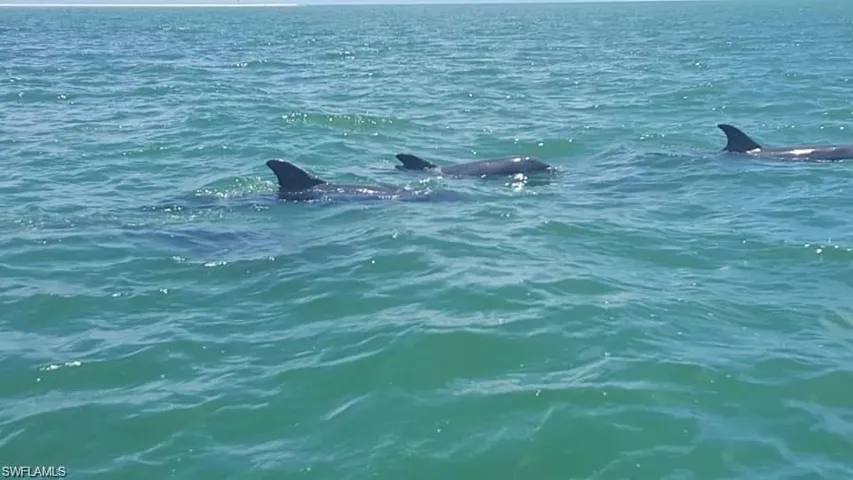 Dolphins