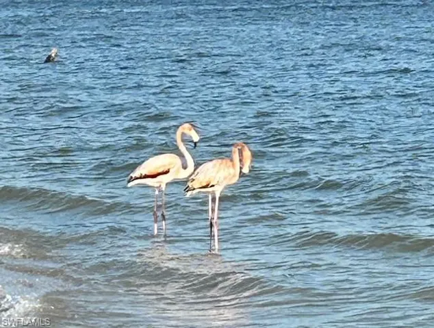 Pink Flamingos have returned to SWFL