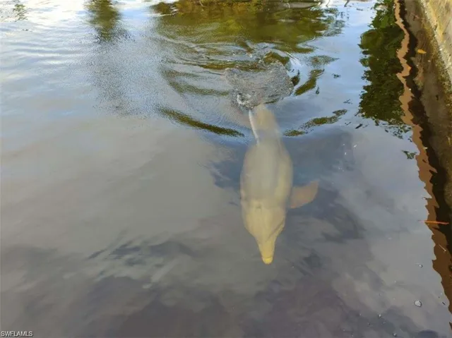Not unusual to see dolphins or manatees