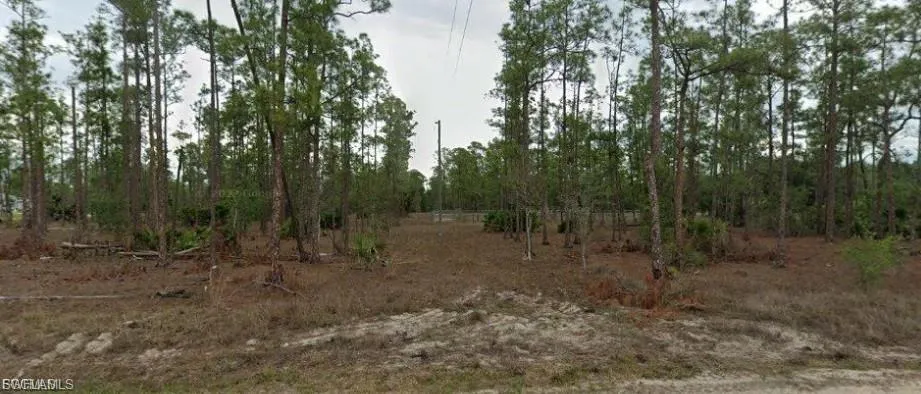 View of local wilderness