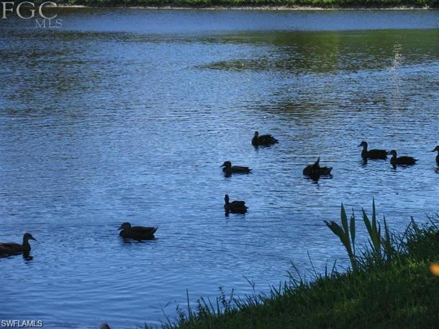 Community lake wtih cute ducks