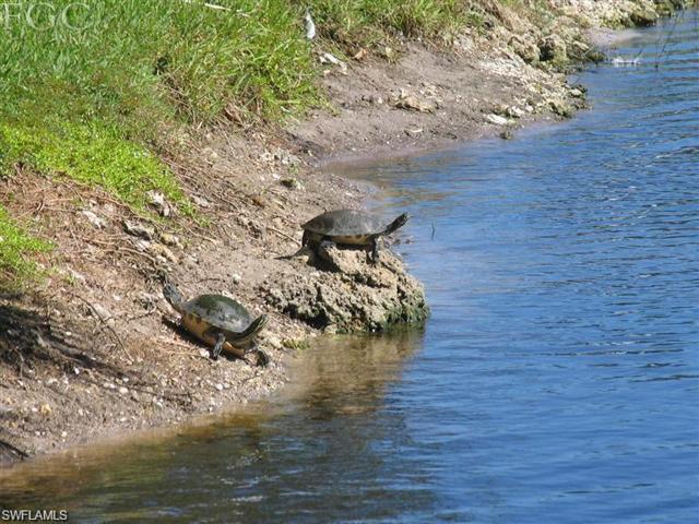 Cute turtles