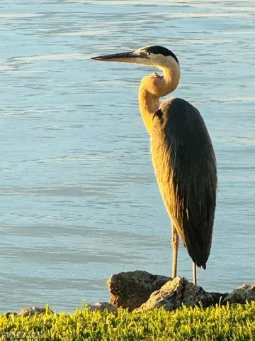 Wildlife