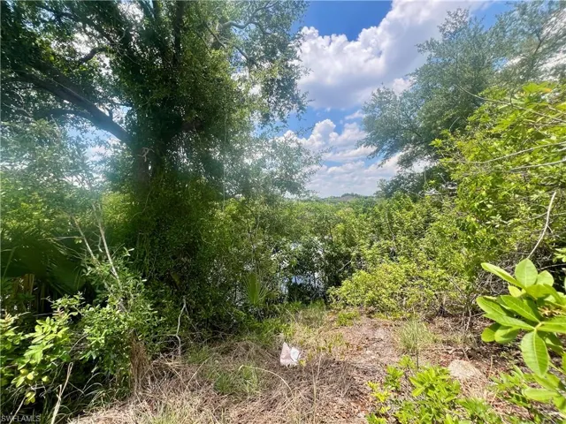 View of local wilderness with a view of trees