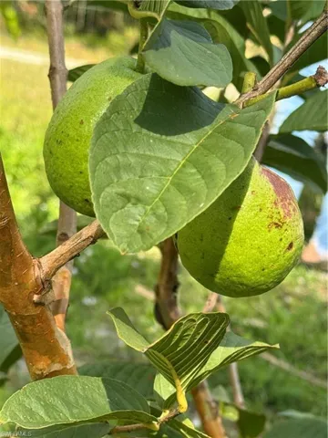Guava