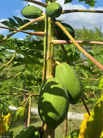 Papaya