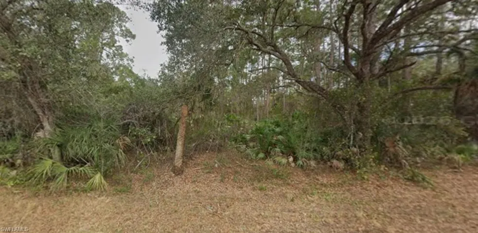 View of tree filled area