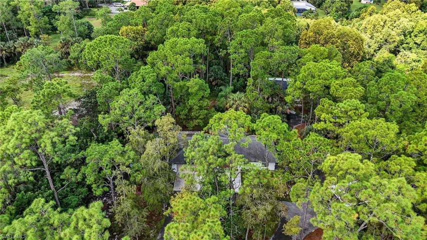 Aerial view of a forest