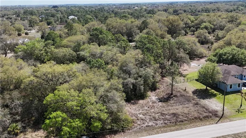 Aerial view of a forest
