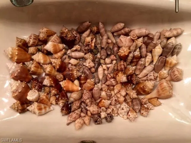 Have a "shell of a time" but know...No live shelling!