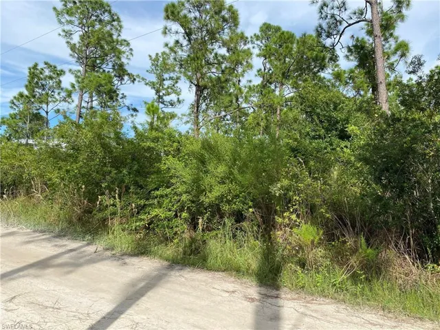 View of local wilderness