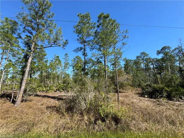 View of local wilderness