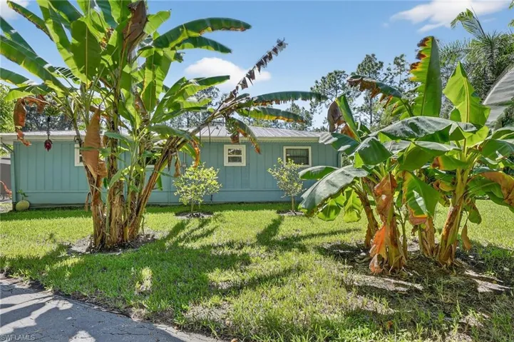 Multiple tropical trees! 2 banana, lemon, lime and orange trees.
