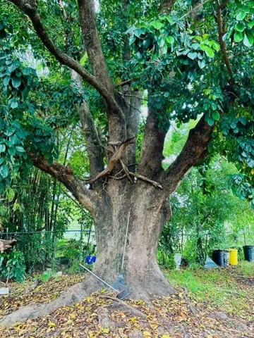 View of nature