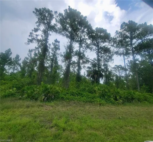 View of local wilderness