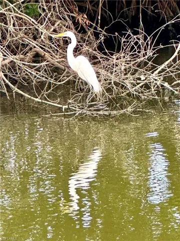 Lots of wildlife in the Vanderbilt Lagoon including manatees and exotic birds