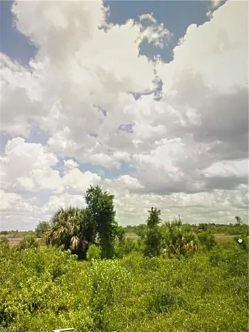 View of local wilderness