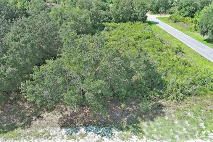 Bird's eye view of a forest