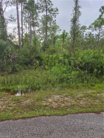 Wooded lot featuring mature pine trees and natural vegetation