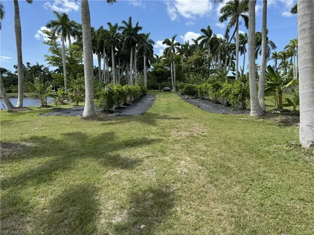 Passon Fruit and Mango plantings