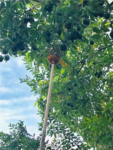 Producing avocado tree.