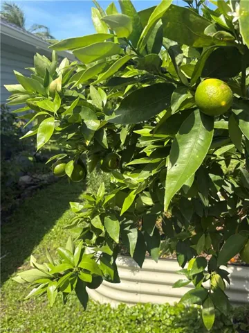 Red lime tree with fruit