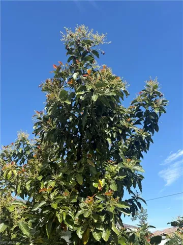 Avocado tree