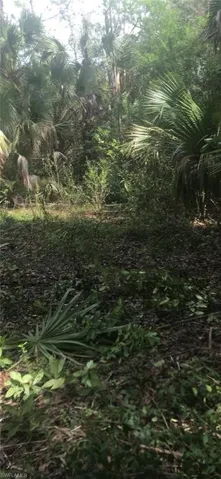 Wooded lot featuring dense foliage and mature palm trees