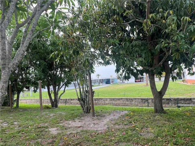 Mango Trees