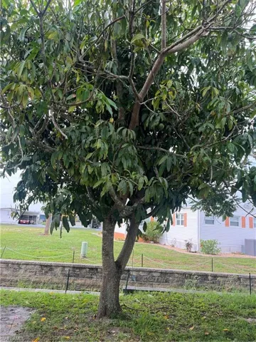 Mango Trees
