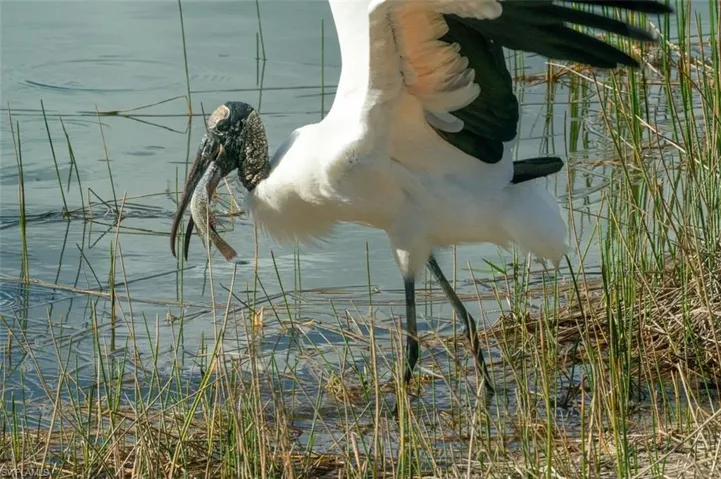 Amazing Bird Watching