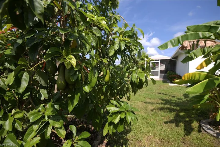 Landscaped grounds with a mature avocado tree, banana plants, and a screened-in porch with a white exterior