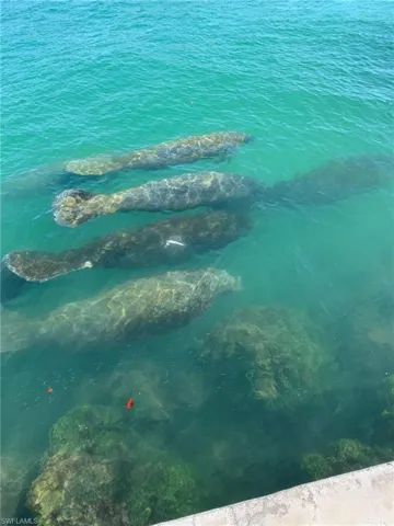 And MORE Manatees along seawall