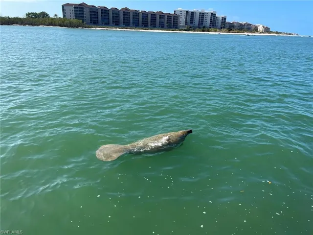 Manatee along seawall