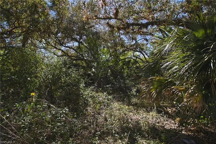 Natural landscape featuring mature trees and diverse foliage