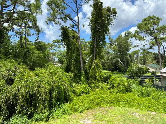 View of Back Yard and overgrown Landscape