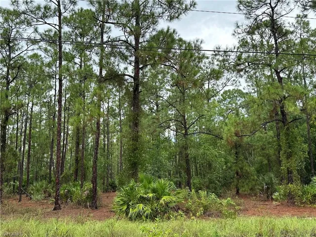 View of local wilderness