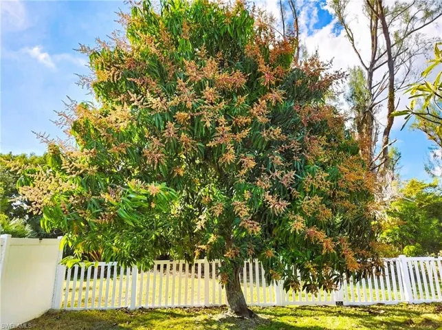 Enjoy a fully fenced back yard along with a healthy, producing mango tree!