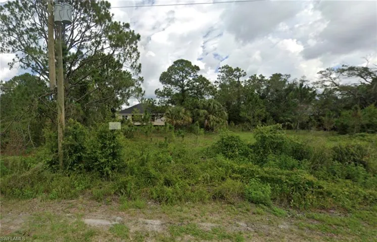 View of tree filled area